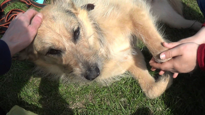 Собачий "тест - драйв"