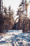 Работа 2812956