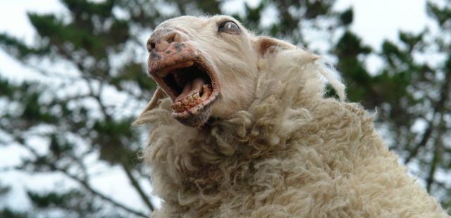 Коль с фауной тебе не повезло: 13 хорроров с животными