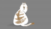 Кот