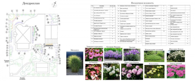 Дендроплан