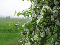 Работа 1034678