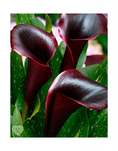 Калла – элегантная цветочная экзотика