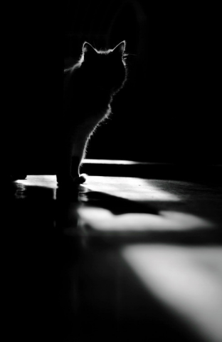 Работа 3540768