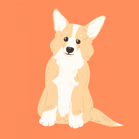 corgi