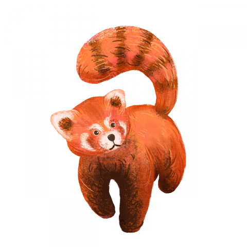 Red panda