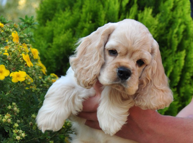 Американский кокер-спаниель: особенности породы