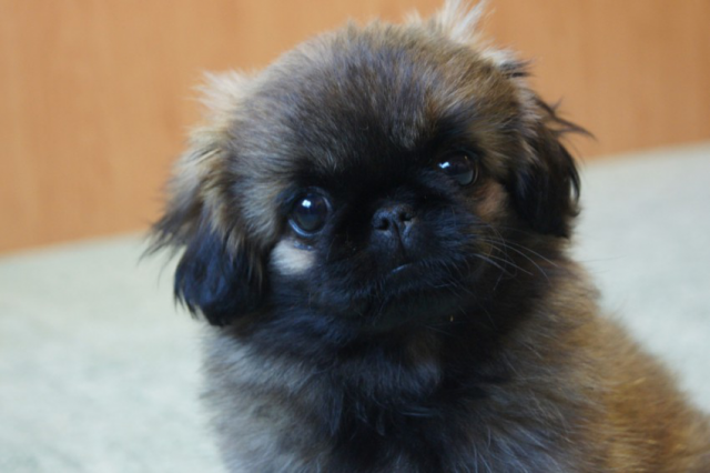 Кого выбрать: пекинеса мальчика или пекинеса девочку?