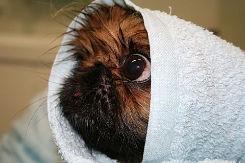 Как мыть пекинеса