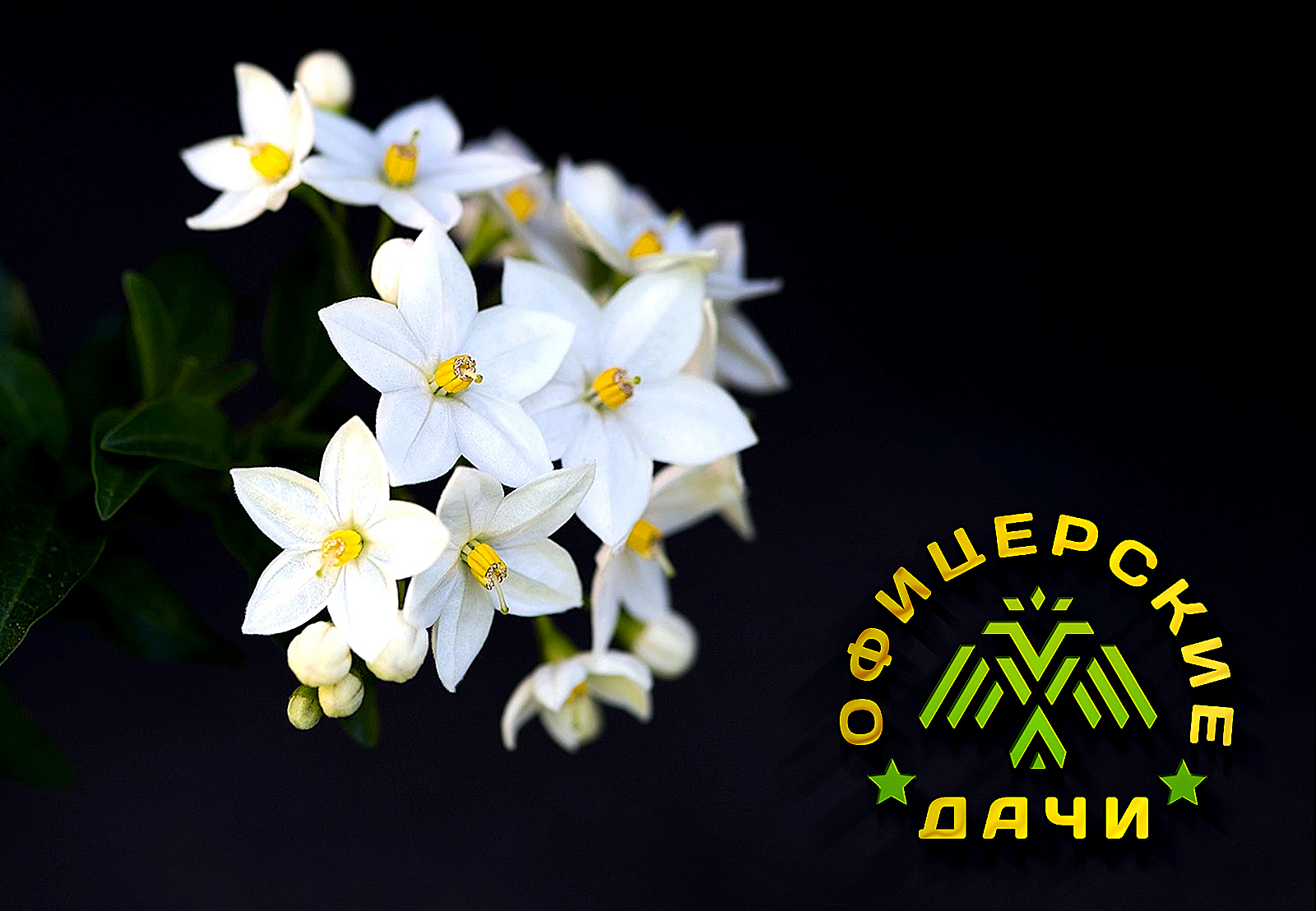 pic3187629.jpg