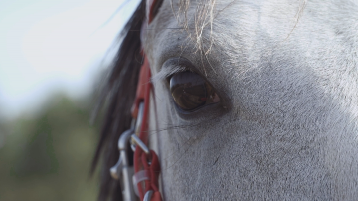 Съемка Конного клуба с элементами Аэросъемки