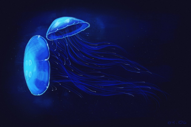 Jelly Fish