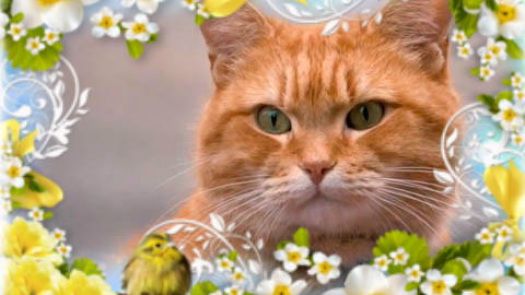 Музыкальный видео клип для песни  Чумачечая весна