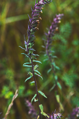 Работа 3535425