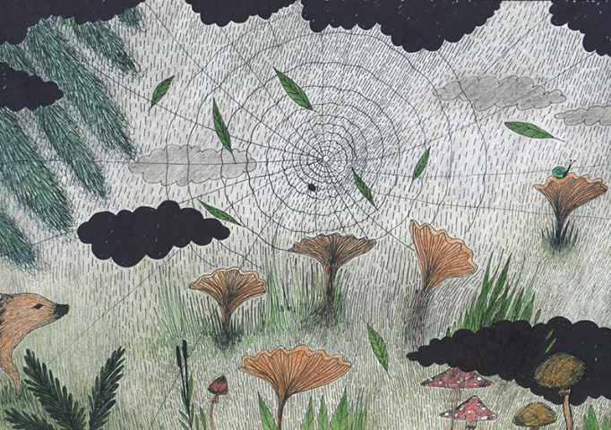 грибы в лесу