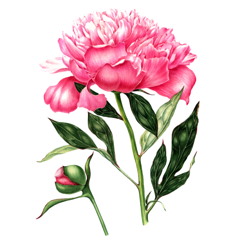 Пион. Ботаническая иллюстрация. Акварель