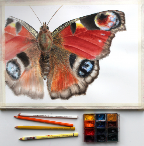 Акварель "Павлиний глаз"