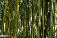 Бамбук