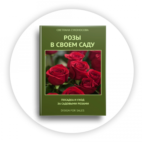 Розы