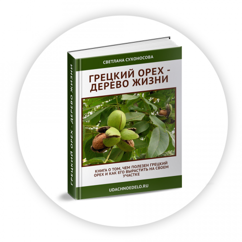 Грецкий орех