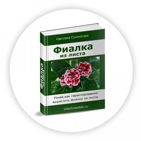 Фиалка из листа