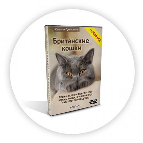 Британские кошки