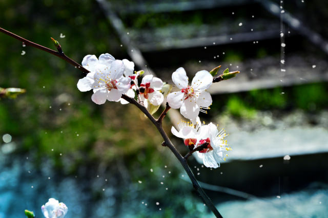 Яблоня в цвету