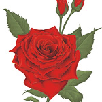 Роза, Тюльпан, Гиацинт (фрагменты)