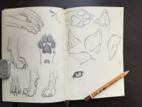 Анатомия собаки (лапы,уши,глаза)