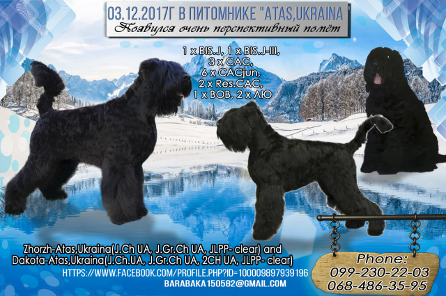 Рекламная картинка для собачего питомника