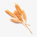 Промо-сайт программного продукта «EC-Perfecta»