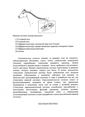 04 стр. перевода книги Ж.-П. Урдебе "Массаж для лошадей".
