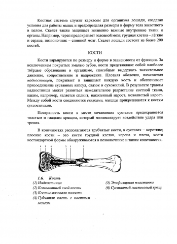 05 стр. перевода книги Ж.-П. Урдебе "Массаж для лошадей".