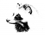 Тануки (енотовидная собака).