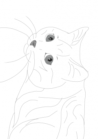 Кот