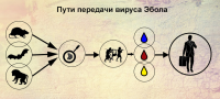 Эбола