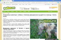 Благотворительность. Статья о бездомной собаке с демодекозом