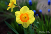 Работа 2923116