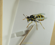 watercolor bee