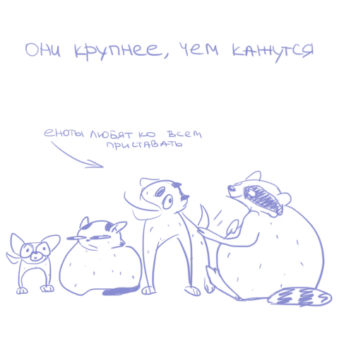 Еноты