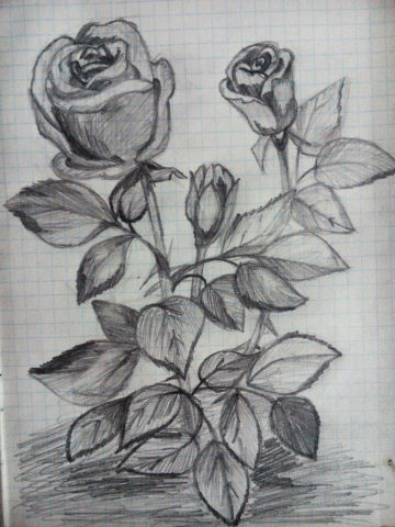Розы