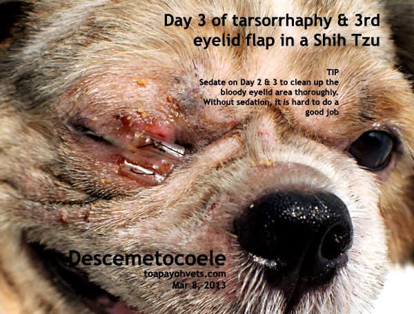 Устройство "третья складка века" для ветеринарного применения