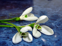 подснежник