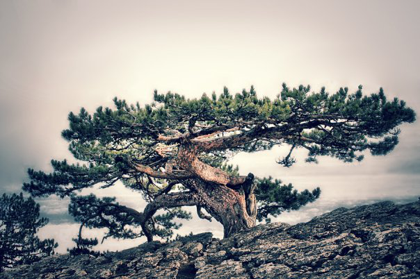 Работа 3411753
