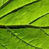 ENG-RUS. GENETICS. The Gene Sirt1. News In Brief