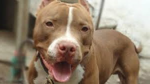 Американский питбультерьер: история породы, особенности, уход