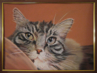 Кот