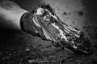 День Шторма