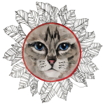 Кот