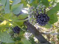 Несъедобные ягоды